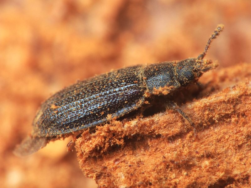 Grynocharis oblonga (Linnaeus, 1758)